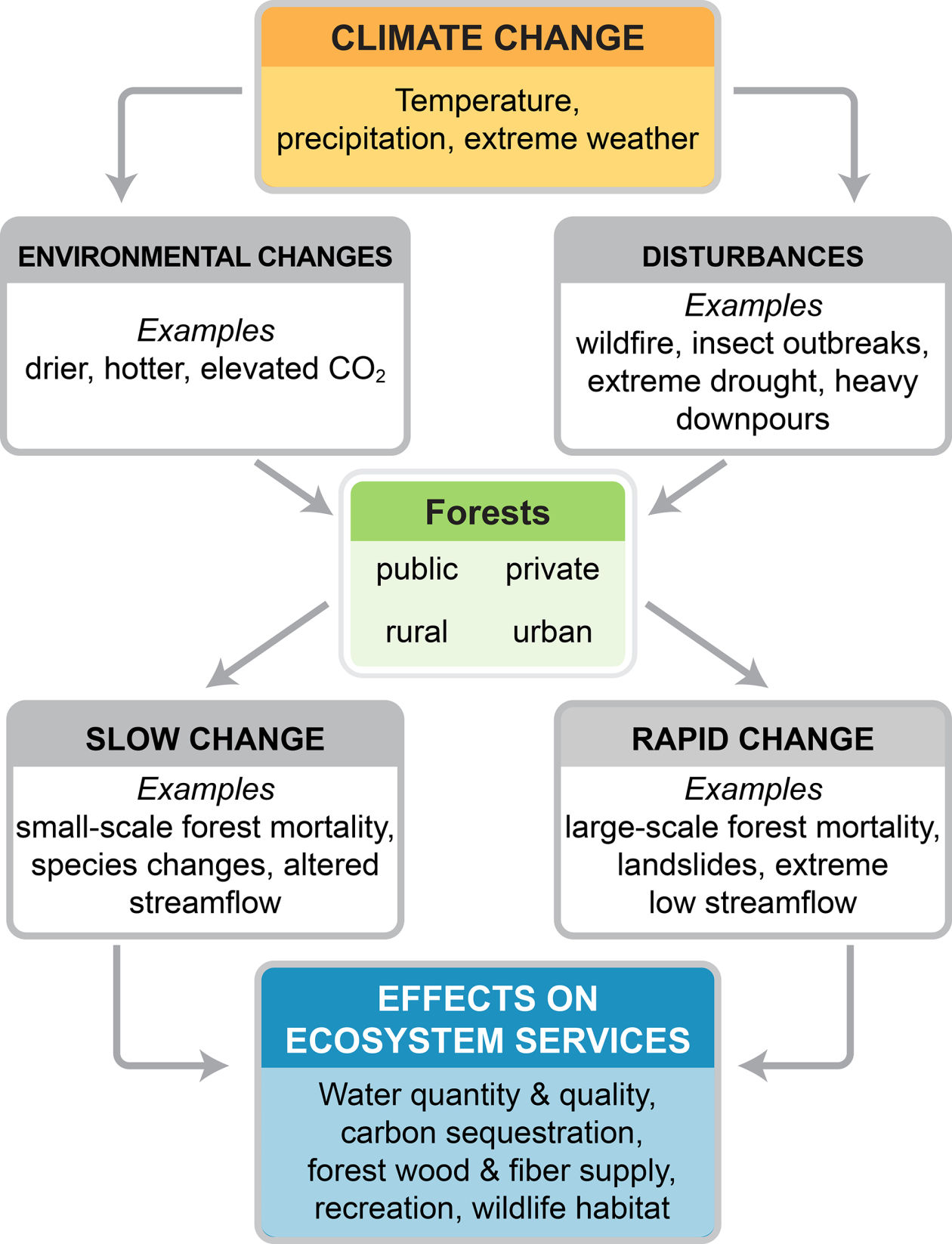 041419-news forest